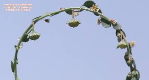 Image result for Andrachne ovalis