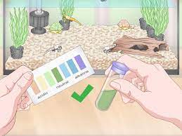 The ghost shrimp, or glass shrimp, is a freshwater crustacean popular with fish keepers of all experience levels. 3 Ways To Take Care Of Ghost Shrimp Wikihow