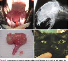 Young cats sneezing, nasal discharge stertor head tilt, horner's syndrome so you wouldn't give propanolol to a cat with asthma and cardiac disease (might give atenolol instead). Figure 5 From Nasopharyngeal Disease In Cats Semantic Scholar