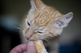 Cats do better with both hard and soft foods. What Human Food Can Cats Eat Answered By Vets Animal Trust