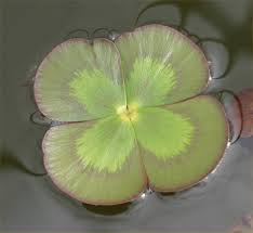 Image result for Marsilea nubica