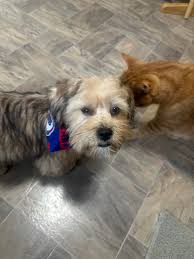 I'm not afraid of the groomer! My sister will protect me!!! 😂🥰😂