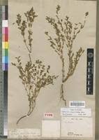 Image result for Euphorbia polycnemoides