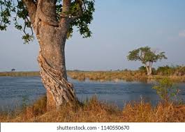 Image result for Ficus craterostoma