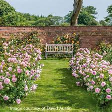 English roses bred by david austin. Olivia Rose Austin Rosen Online Kaufen Im Rosenhof Schultheis Rosen Online Kaufen Im Rosenhof Schultheis