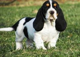 Black And White Basset Hound Puppy Bassett Hound Puppy Cuddly Animals Hound Puppies Basset Hound Puppy