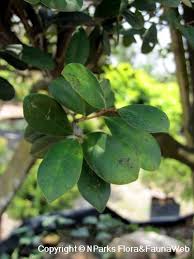 Image result for Diospyros ferrea