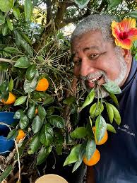 Satsuma Tangerines with a lil hibiscus flava n ya ear 🍊🌺 ,,, Meleah  Greenwood you Rock !! thx 4 helping me bring citrus back to Eleanor's Grove,,  10b be back in the game 🍊🍊🍊