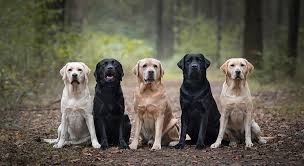 Image result for labrador retrívr