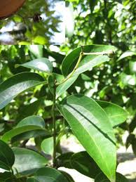 Image result for Lauraceae