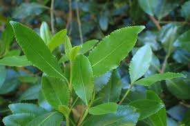 Image result for Catha edulis