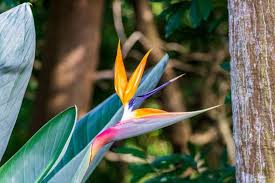 We had two white birds of paradise growing on the west side of our house. Bird Of Paradise Flower Strelitzia Types How To Grow And Care Florgeous