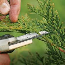 Check out the guide above. How To Prune Arborvitae Finegardening
