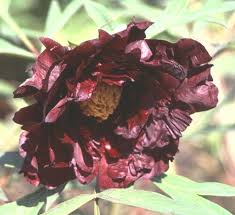 Compare herbaceous, tree and intersectional peony plants and see pictures of recommended peonies to grow in your garden. 01796 Paeonia Black Panther Type Tree Peony Lutea Hybrid Saunders 1948 Semi Double Large Deep Maroon Flowers Gold Center Foliage Cut Leaved Peonies Seeds Black Panther Saunders 1948 Gruppe 5 Blute Beinahe Vollgefullt Von