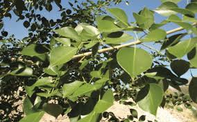 Image result for Dalbergia sissoo