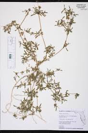 Image result for Gisekia