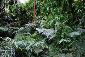 Welche botanischen gärten stehen noch auf unserer liste? Kein Dschungel 2 Wurde In Deutschland Gottingen Aufgenommen Und Hat Folgende Stichworter Gottingen Alter Botan Pflanzenblatter Botanischer Garten Dschungel