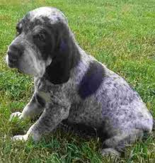 Image result for malý modrý gaskoňský honič