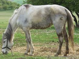 It is a part of the municipality of buren, and lies about 7 zwarte paard. Gandalf The Lone Ranger Sinterklaas Is Niet De Enige Met Een Wit Paard Trouw