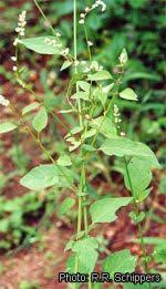 Image result for Celosia trigyna