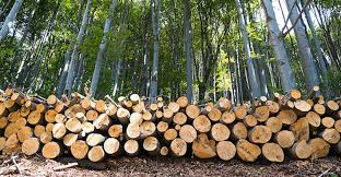 Shop timberland boots, shoes, clothing & accessories at our official us online store today. Ce Center A Hybrid Approach Combining Mass Timber With Steel And Concrete