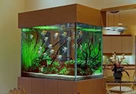 Consejos Para Tener Una Pecera En Casa Como Armar Una Pecera Decoracion De Peceras Decoracion De Acuarios Muebles Para Peceras