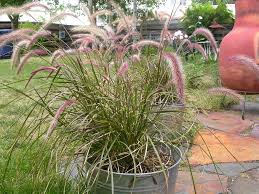 Maybe you would like to learn more about one of these? Why Is My Fountain Grass Browning How To Prune Browning Fountain Grass