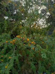 Image result for Acacia hockii