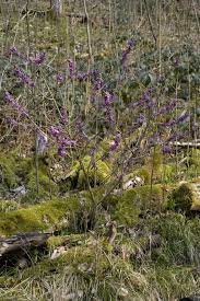 Image result for Daphne mezereum