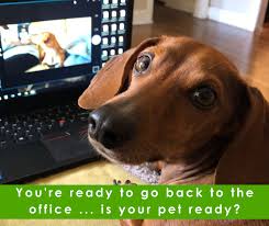 Preparing Your Pet For Your Return To Work Jacksonville Humane Society Pets Your Pet Humane Society