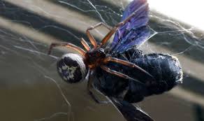 Imagine that you're being attacked by a lion. Have You Got False Widow Spiders In Your House How To Spot Them How To Treat Spider Bite Nature News Express Co Uk