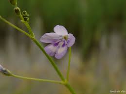 Image result for Dopatrium