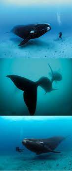 National Geographic Live Diving With Whales Whale Ocean Creatures Sea Animals