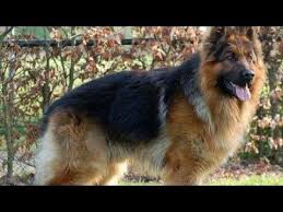 Long Hair German Shepherd Dog Good Looking Smart And Expansive Youtube In 2020 German Shepherd Dogs Shepherd Dog German Shepherd