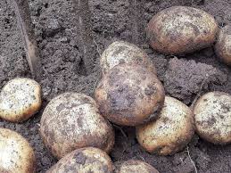 Wann ist die erntezeit für belana, agria & co | kartoffeln. Woran Lasst Sich Erkennen Ob Kartoffeln Reif Fur Die Ernte Sind Ein Experte Weiss Rat Landkreis