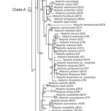 Image result for Oldenlandia echinulosa