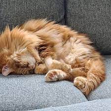 Maybe you would like to learn more about one of these? Glenview Animal Hospital 13 Reviews Veterinarians 2400 Waukegan Rd Glenview Il Phone Number Yelp