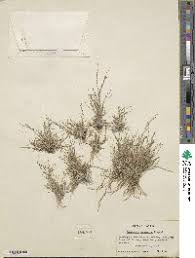 Image result for Eragrostis paniciformis