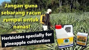 Dahulu pengendalian tumbuhan gulma dilakukan dengan pembabatan hingga akar, namun seiring berkembangnya ilmu pengetahuan dan teknologi pertanian, gulma dapat dikendalikan dengan menggunakan racun rumput. Meracun Rumpai Dalam Tanaman Nanas Md2 Herbicides Specially For Md2 Pineapple Crops Eng Sub Youtube