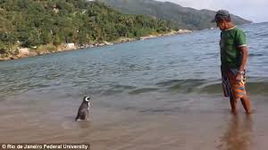 Da silva marcelino joao victor. John Evans On Twitter Joao Pereira De Souza Found Dying Penguin On Beach Nursed Him Better Dindim Returns To Joao Every Year Https T Co Bli6b1lhfk Https T Co M84yby0nh8