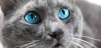 Kedi Ve Kopeklerin Ilginc Ozellikleri Ve Sirlari Goruntuler Ile Kedi Kopek Hayvan