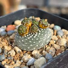 Image result for Eriospermaceae