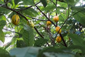 Can help preserve the shelf life of cosmetics. How To Make Cocoa Powder From The Pods Of A Cacao Tree Nomadic Days