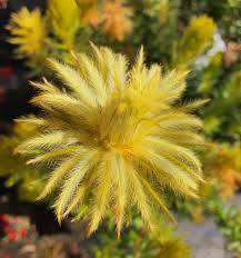 Image result for Phylica