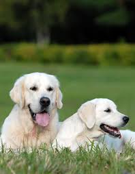 Labrador retriever vs golden retriever colors a big difference when it comes to labrador retriever vs golden retriever appearance is in their coats. Golden Retriever Vs Labrador Which Breed Makes The Best Pet