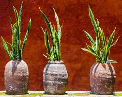 This flyer presents you with canadian tire deals that have been recently uploaded for that week. Top 5 House And Garden Plants That Are Poisonous To Your Cat Toronto Com