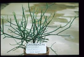 Image result for Euphorbia tirucalli