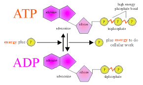 Atp private equity partners (atp pep) was founded in 2001 as the independent private equity arm the limited partnership atp pep vii was established in 2020 and has a commitment of €800m from. Biochemistry