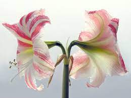 Anatomy Of An Amaryllis