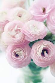Pin On Ranunculus